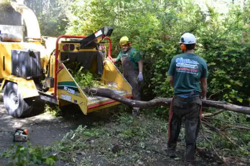 tree services Morning Sun